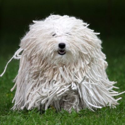 Weißer Puli Hund mit langen Dread Locks