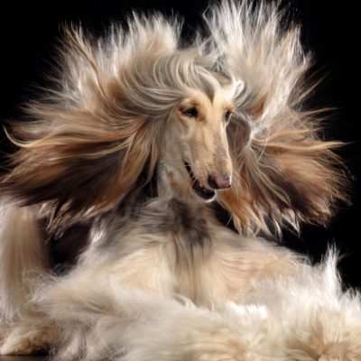 afghanischer windhund in seiner ganzen pracht