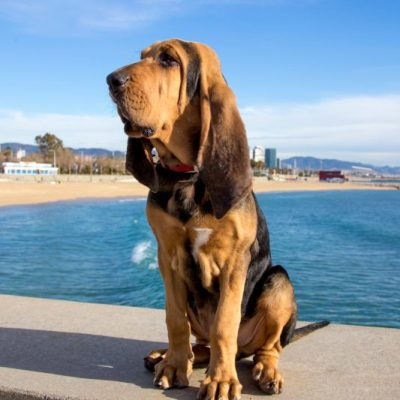 Bloodhound Welpe am Meer