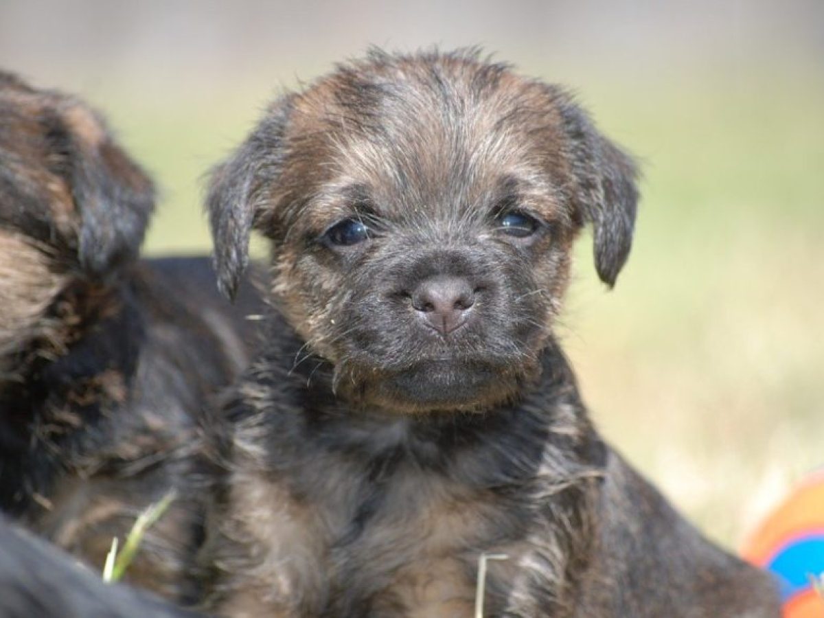 DE Haustier in Ihrem Ohr Border Terrier Ohrringe mit Kasten 