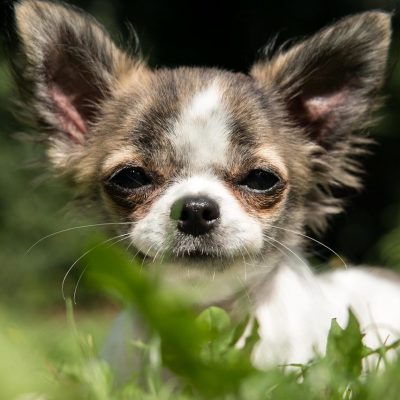 Chihuahua Welpe im Garten