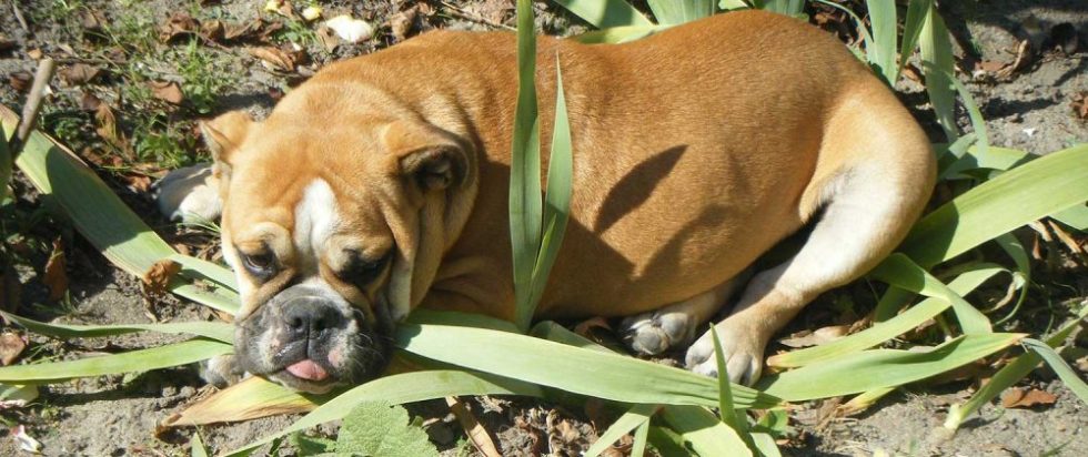Englische Bulldogge im Gras