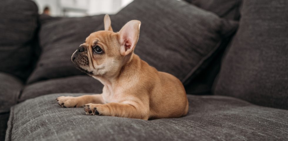 französische bulldogge auf sofa