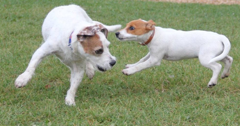 Jack Russel Terrier Welpe spielt mit Mama